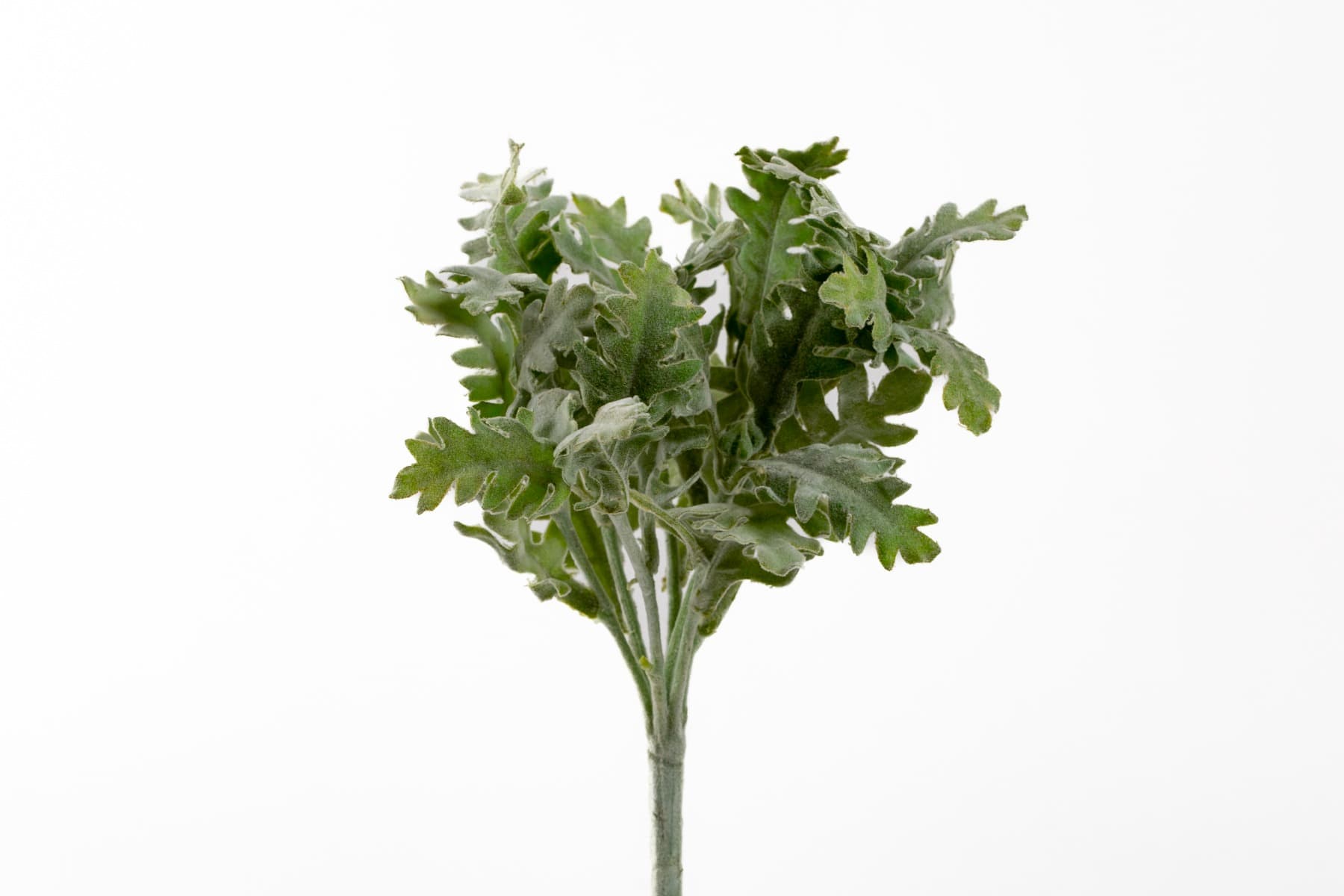 9.5" Grey/Green Dusty Miller Bush