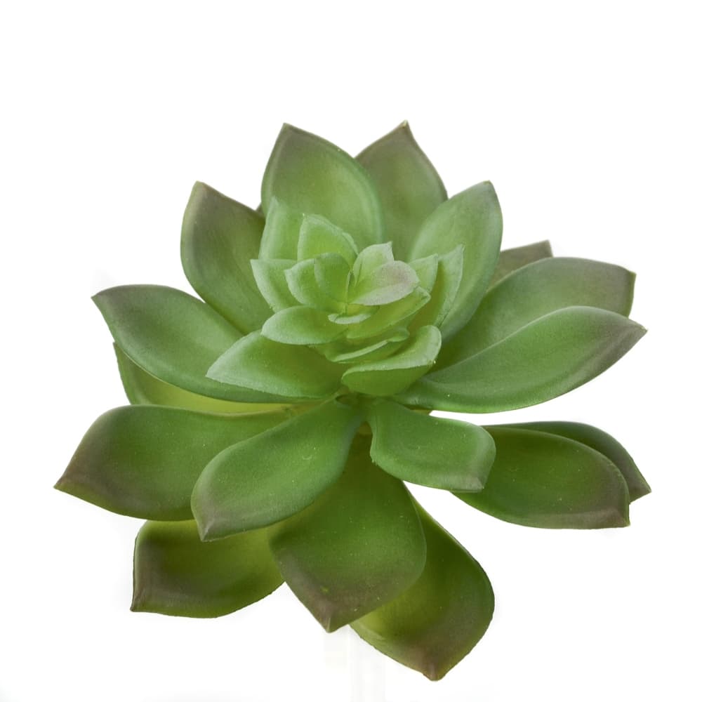 Mini Echeveria Succulent