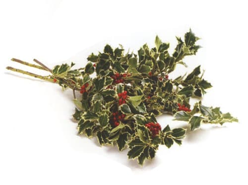 Variegated Holly