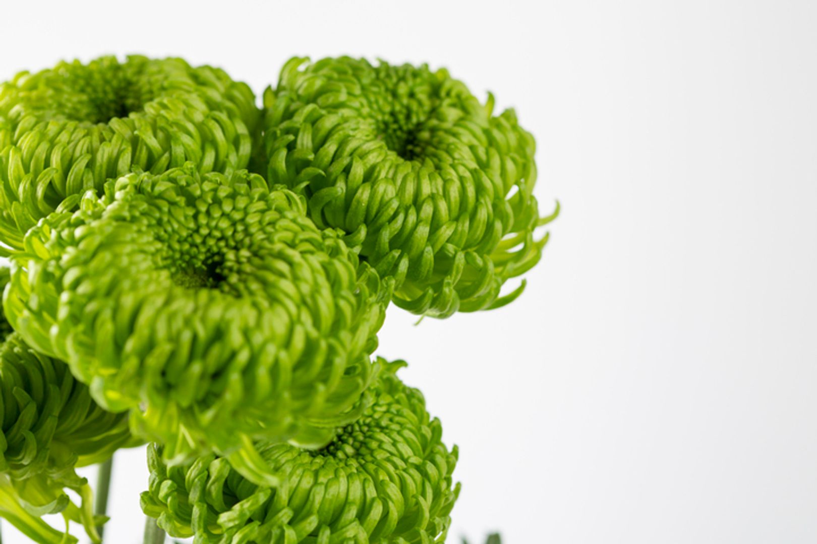Fresh Flower | Wholesale Flowers & Supplies