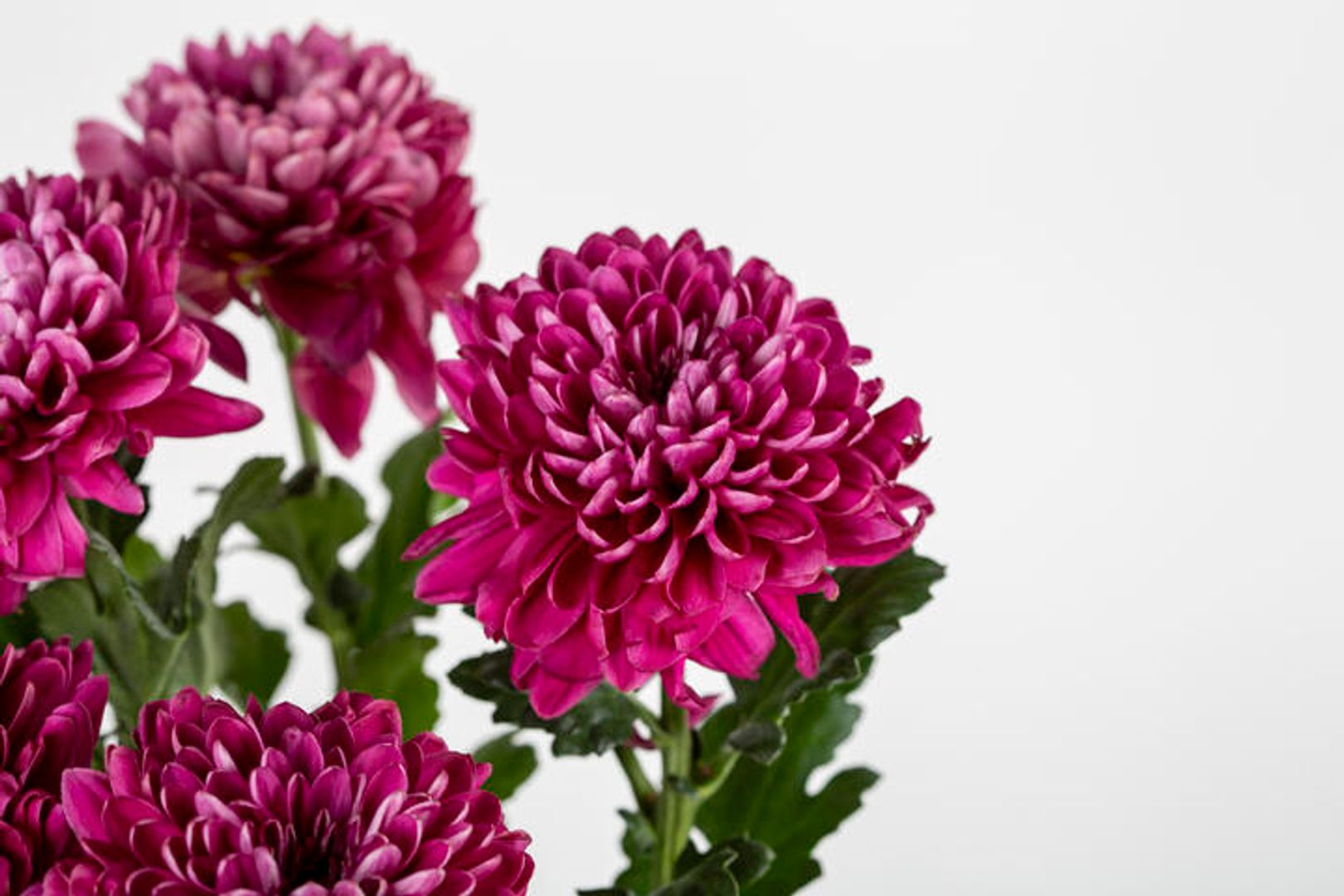 Fresh Flower | Wholesale Flowers & Supplies
