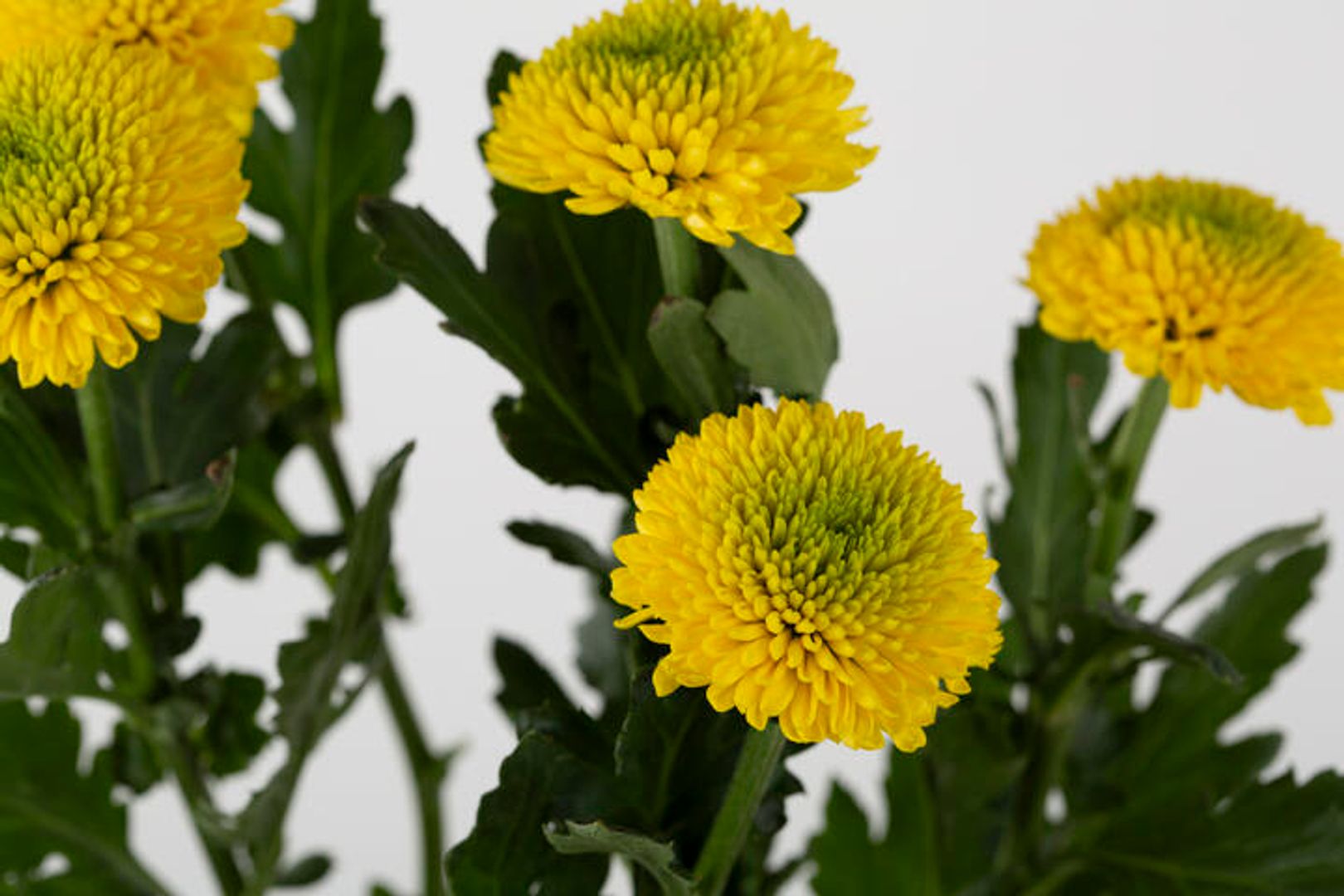 Fresh Flower | Wholesale Flowers & Supplies