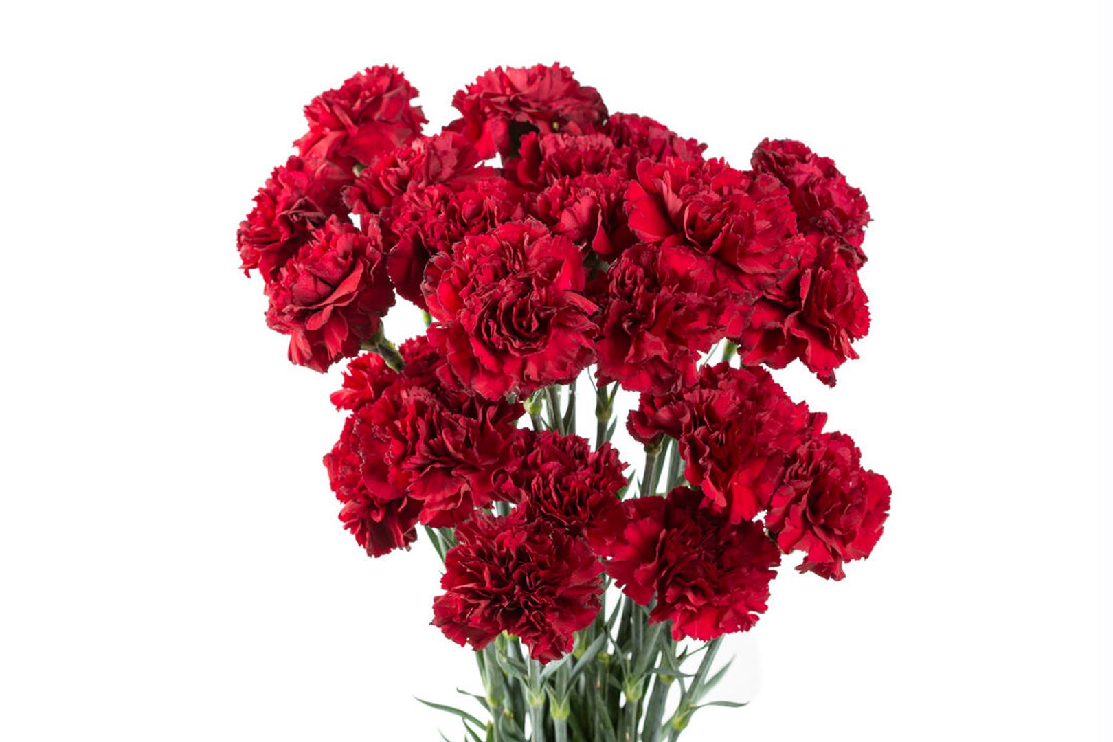 Fresh Flower | Wholesale Flowers & Supplies