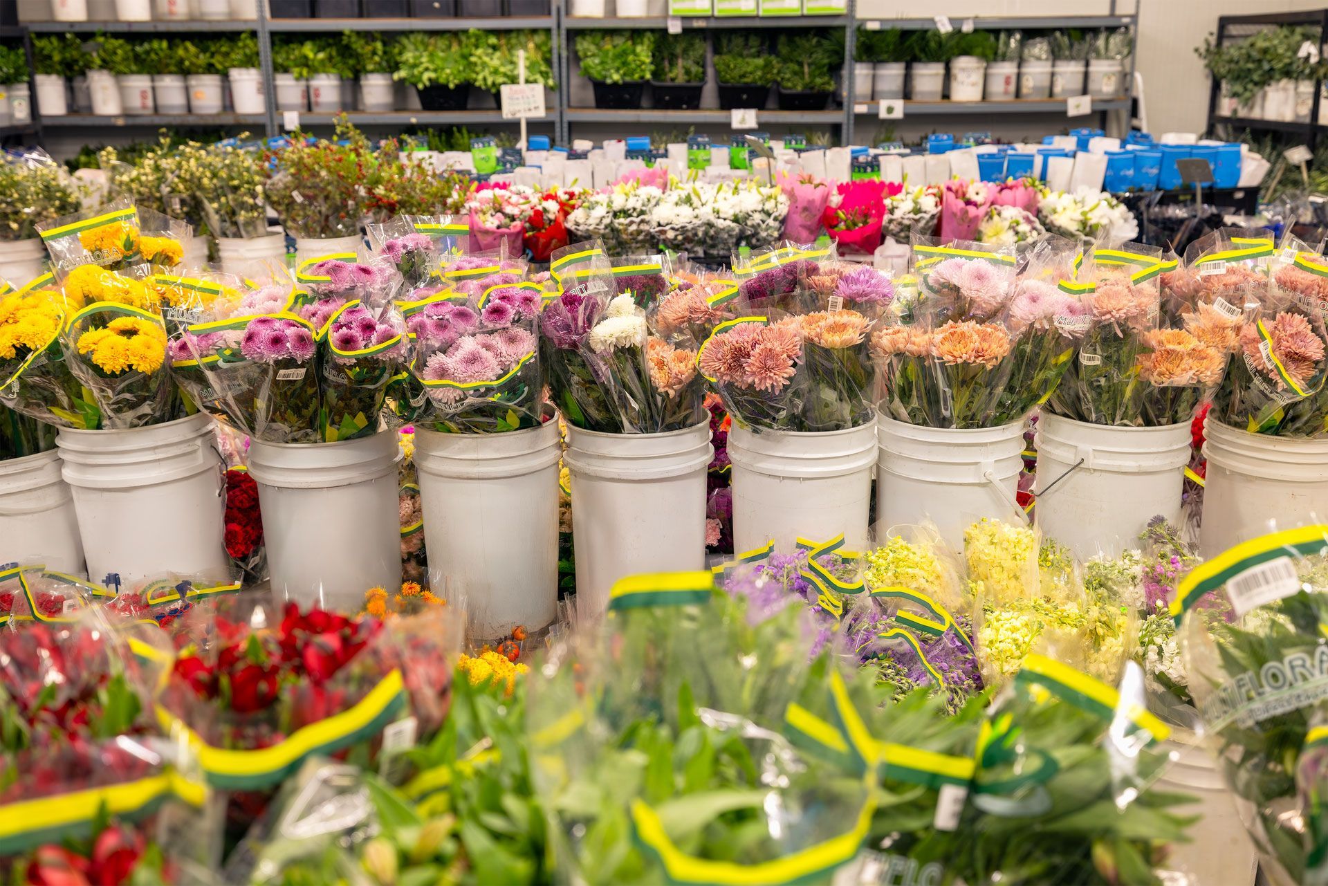 Fresh cut flowers in buckets at a wholesale market