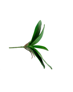12" Phalaenopsis leaf plant