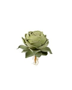 6" Light Green Rose Echeveria 