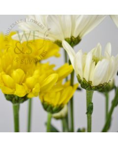 Pom Pom  Daisy Flower in White and Yellow