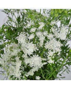 Queen Anne’s Lace 