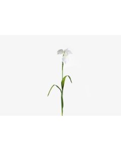 30" White Iris Flower Stem