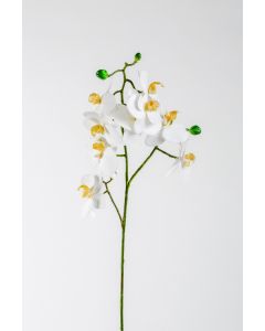 24" White Phalaenopsis Orchid Spray