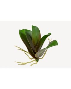 Phalaenopsis Plant Leaf Pick - 9inch