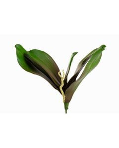 Phalaenopsis Orchid Leaf & Roots - Synthetic 