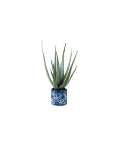 19.5" Green Agave in Blue Ceramic Vase