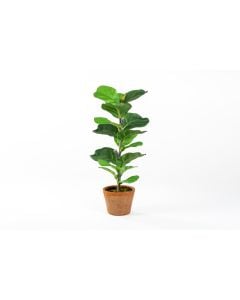 16" Fiddle Leaf Fig Tree in Clay Pot 