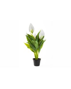 23" Potted White Spathiphyllum