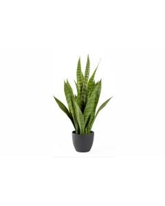 24.5″ Potted Sansevieria