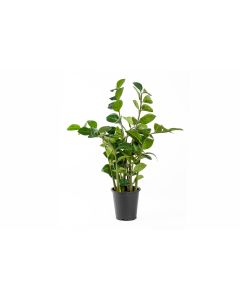 25"  Zamioculcas Potted Plant