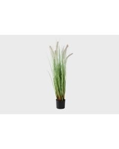 36″ Potted Dog Tail Grass