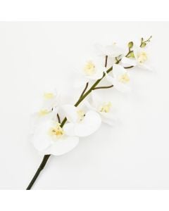 39 Inch Real Touch Phalaenopsis - Cream
