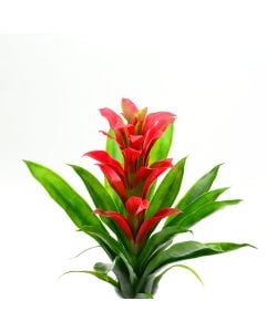 Bromeliad Synthetic Plant Pick