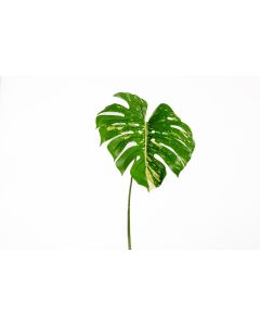 23.5" Philodendron Spray
