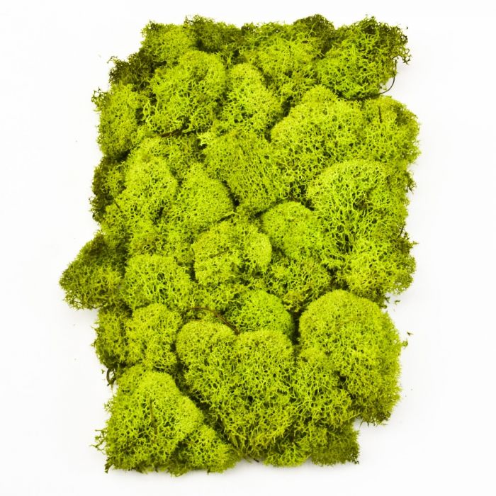 High Quality Preserved Moss in Bulk