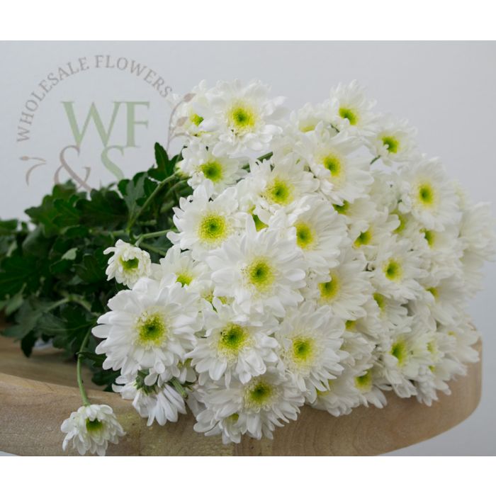 White Daisy Pom Flower