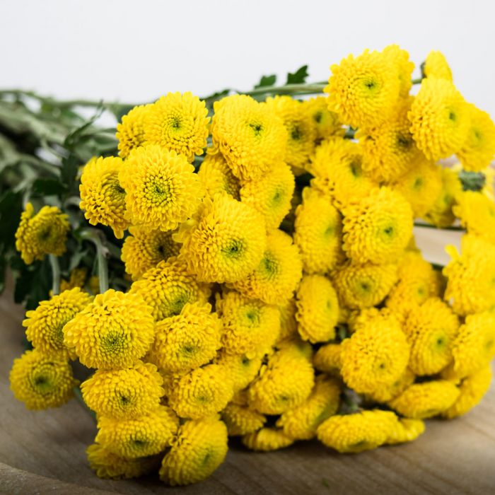 Pompon Button Yellow Flowers - Wholesale - Blooms By The Box