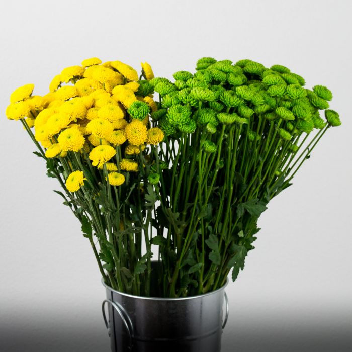 Pom Pom Button Flower in Green and Yellow - Wholesale Flowers and Supplies