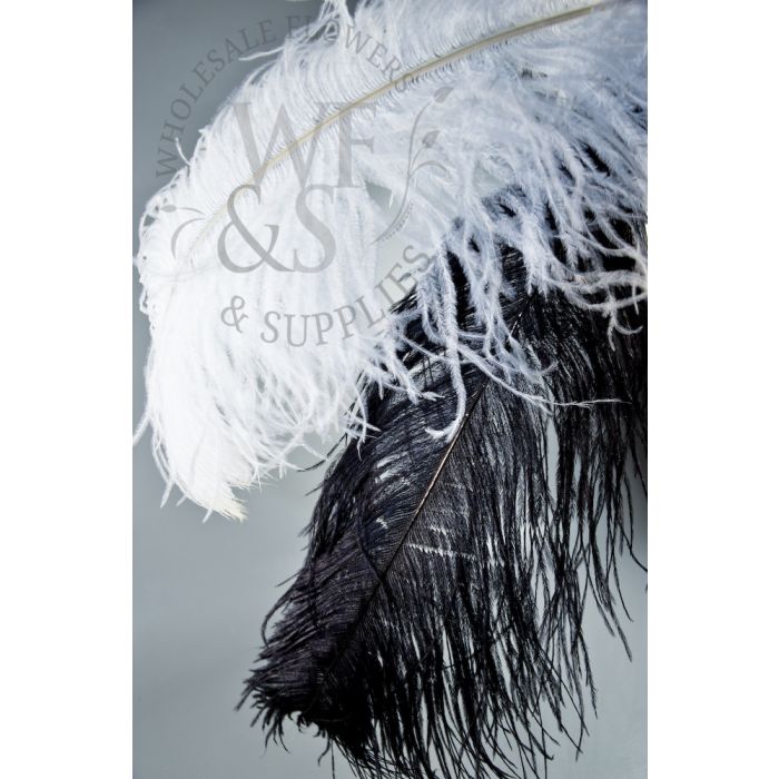 Single White or Black Ostrich Feathers $2.60 per stem (plume), Many colors Ostrich  feathers bulk - Wholesale Flowers and Supplies