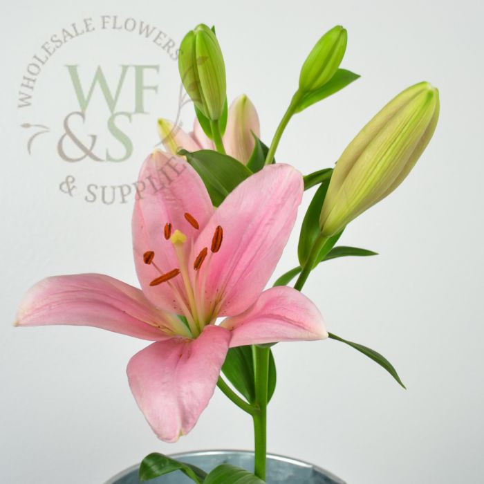 Asiatic Lily White Yellow Orange Pink Wholesale Flowers And Supplies