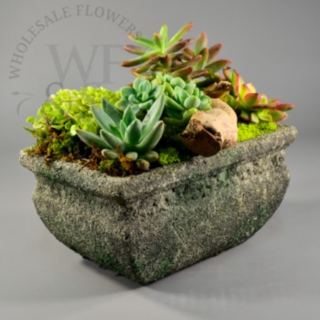 Distressed Clay - Wholesale Flowers and Supplies