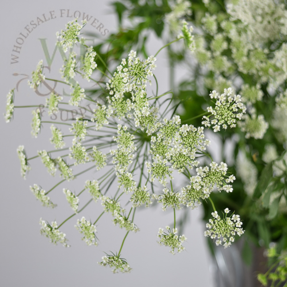 Queen Anne’s Lace Wholesale Flowers and Supplies